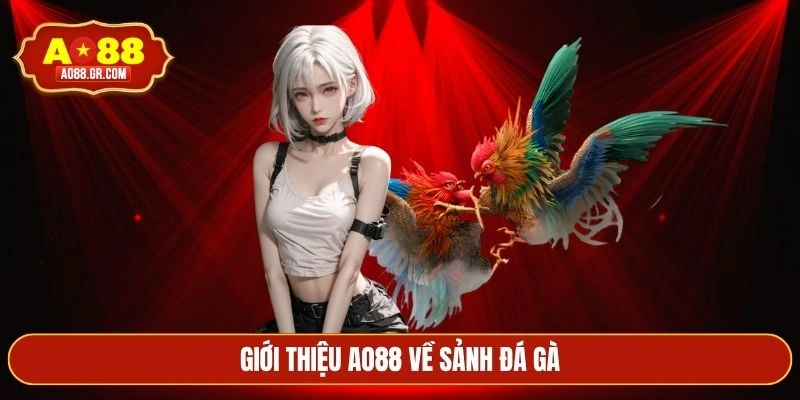 Giới thiệu AO88 về sảnh đá gà